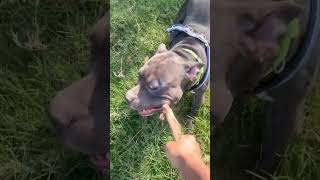 Pitbull Cesar Gets Really Scary When Playing Around With A Stick