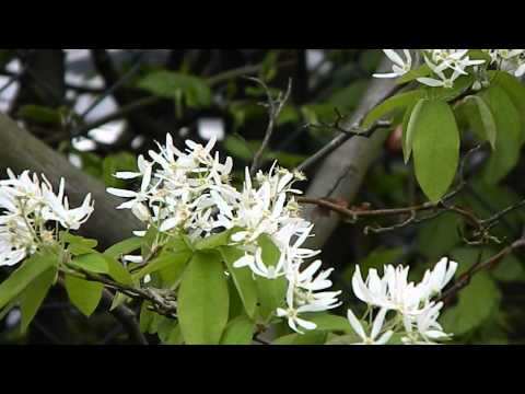 Header of Amelanchier asiatica