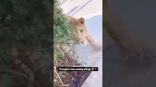 He Escaped From The Zoo