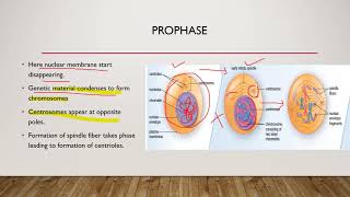 Bio Lecture 8 Cell Division Mitosis & Meiosis