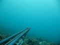 Video pesca sub apnea cefalo aspetto