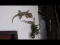 Lagartixa ataca cobra para salva a sua amiga presa, incrível
