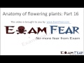Biology Anatomy of Flowering Plants part 16 (Dicot Root anatomy) CBSE class 11 XI
