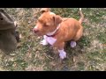Training pitbull puppy protection dog