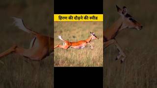 हरण जतन सपड स भगत ह? Hiran Ranning Speed