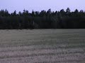 Divočáci na ranní čekané