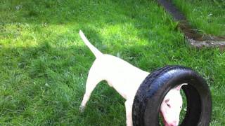 Bull Terrier Vs Tyre
