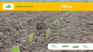 Landi Digital vom Feld: Mais (April 2020)