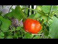 Garden Update 1st Red Early Girl Tomato Picked 56 Days from Planting - June 17, 2013