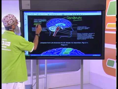 The Nervous System