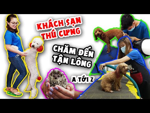 Có gì trong khách sạn chăm thú cưng đến tận lông: Spa, nhuộm lông, tã sữa, phòng VIP máy lạnh