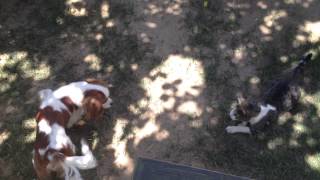 Tango Ve Aleyna
