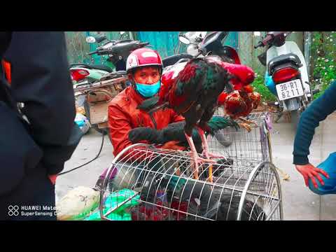 Có gì trong phiên chợ chó, mèo giá rẻ khu vực Hà Nội- Chợ 365 Hà Đông (có video)