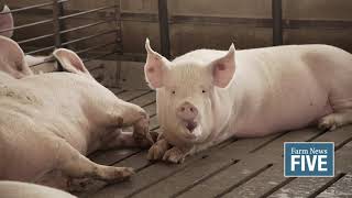 Michigan Pork Producers Association's African Swine Fever prevention efforts con