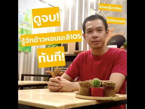 ข้าวหอมมะลิ105 คืออะไร? ดูจบรู้เรื่อง!