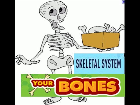 Skeletal System Functions for kids - YouTube