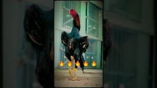 Shamo Aseel King Shamo
