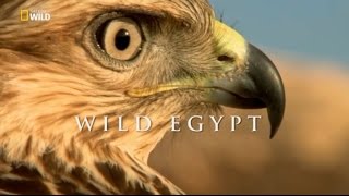 Mısır'ın Vahşi Doğası (Belgesel)