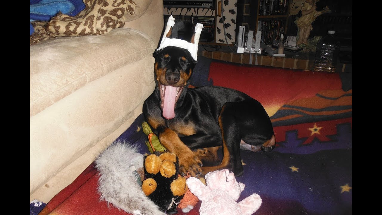 doberman puppy cropped ears doberman puppy gets ears cropped doberman puppy cropped ears doberman puppy gets ears cropped