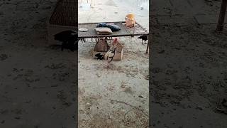 Aseel Roosters Crowing Compilation Rooster Crowing Compilation Plus Sound Effects