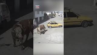 Ahırdan Kaçtı, Arabayı Boynuzlayıp Sürükledi