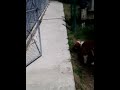 Maple the saint bernard goes to town!