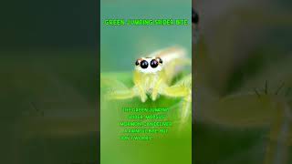 Green Jumping Spider Bite