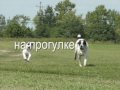 Прогулка среднеазиатов 