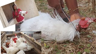 How To Slaughter And Butcher Chicken Step By Step Process For Beginners