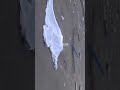 Video Сумы ДТП смерть людей ул. Харьковская