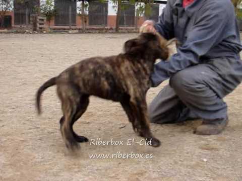 presa canario mix with rottweiler presa canario rottweiler mix ajilbabcom portal breeds picture breeds picture presa canario mix with rottweiler presa canario rottweiler mix ajilbabcom portal breeds picture breeds picture