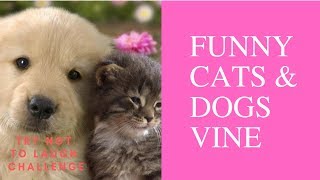 Funny Dog & Cat Vines Compilation 2019 -Try Not To Laugh Challenge - Awesome Funny Animals