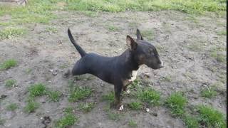 Bull Terrier Posing 15 Months