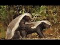 Honey Badger Mating Video || Making Love ❤ || #honeybadger