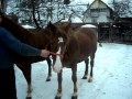 cai de vanzare GHITA 0762402724