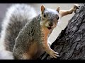 Funny Birthday Song (Sammy the... - Family Wishes ecards - Birthday Greeting Cards Funny Birthday Song (Sammy the... - Family Wishes ecards - Birthday Greeting Cards