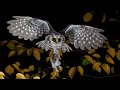 All About Owls for Kids: Backyard Bird Series - FreeSchool