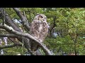 All About Owls for Kids: Backyard Bird Series - FreeSchool