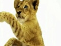 Happy Birthday, Lion Cub Style! - Happy Birthday ecards - Birthday Greeting Cards Happy Birthday, Lion Cub Style! - Happy Birthday ecards - Birthday Greeting Cards