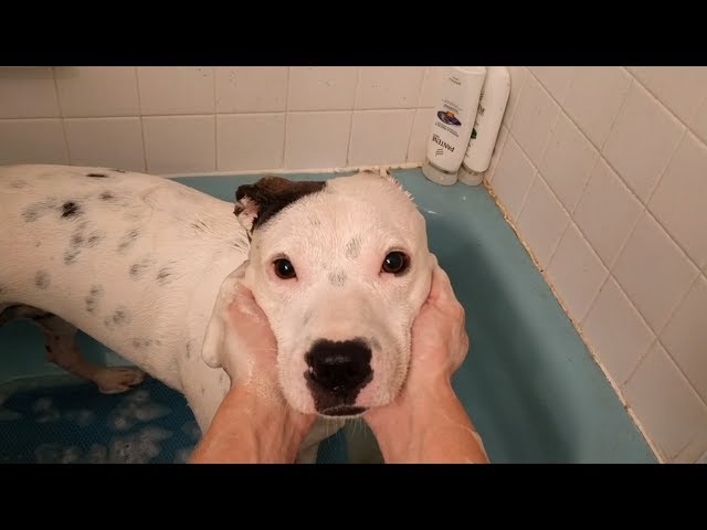 Cutest Dog Bath - Video