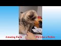 Amazing Facts with Funny Pet Animals #119 #AmazingInnovation #AmazingFacts #youramazingvideo