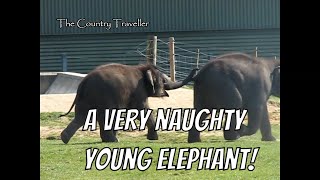 A very naughty young elephant :)