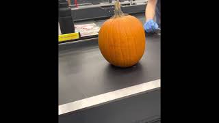 Pete The Cat Pumpkin