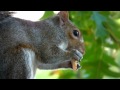 Squirrel eating Fujifilm FinePix HS10 video HD 30x Zoom