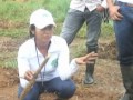 cultivo de caucho
