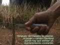 cultivo de caucho