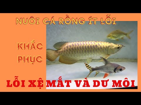 CÁCH NUÔI CÁ RỒNG ÍT XỆ MẮT VÀ DƯ MÔI