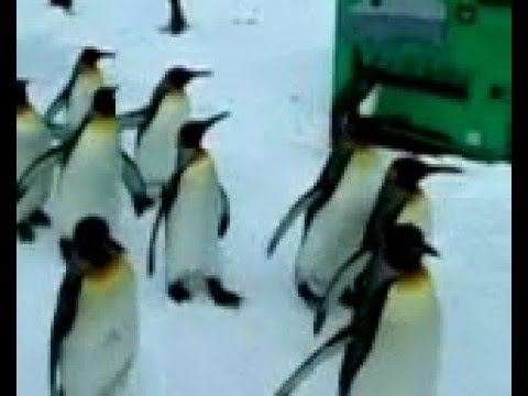 旭山動物園ペンギン散歩