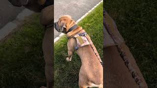 Tactical Dog Harness & Leash For Large Dogs Military Grade Auroth