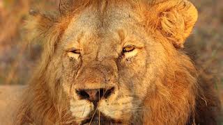 Searching for the Snared Male Lion "Ncila"